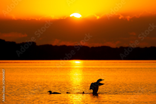 Wallpaper Mural Common Loon family at sunset taken in central MN Torontodigital.ca