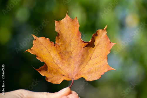 Yellow wilted big maple leaf in hand on a green background close-up