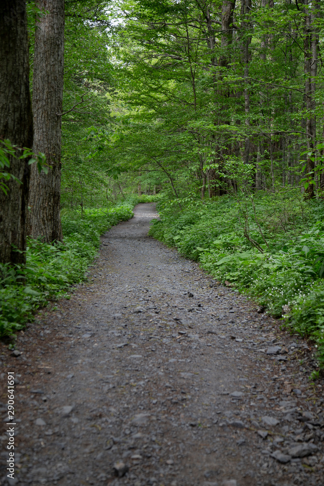 Obraz premium 山の道