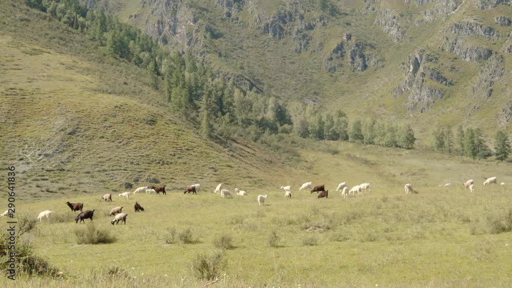 Herd Of Sheep And Goat On Pasture In Meadow In The Mountain Countryside Herd Of Sheep And Goat On Pasture In Meadow In The Mountain Countryside
