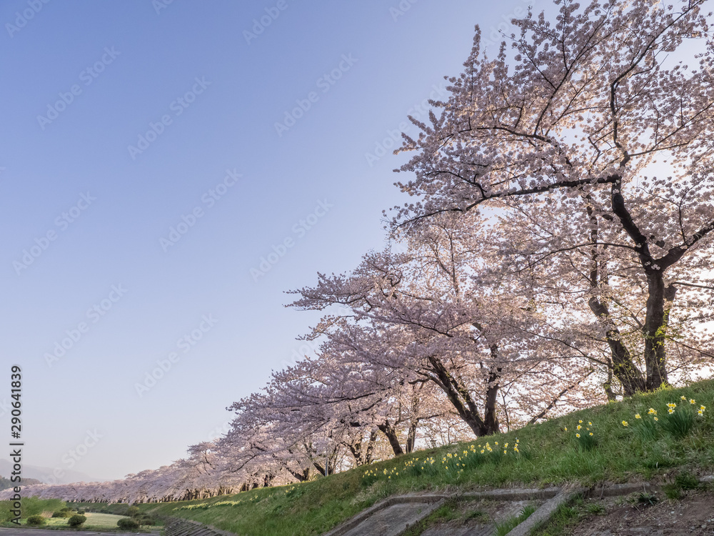 角館　桜