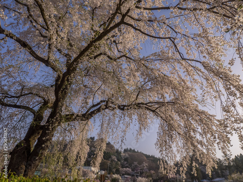 Wallpaper Mural 角館　桜 Torontodigital.ca