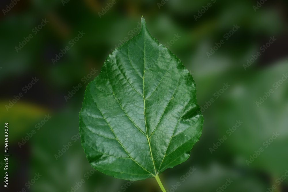  Leaves In addition to having beautiful green leaves Makes us feel comfortable when looking