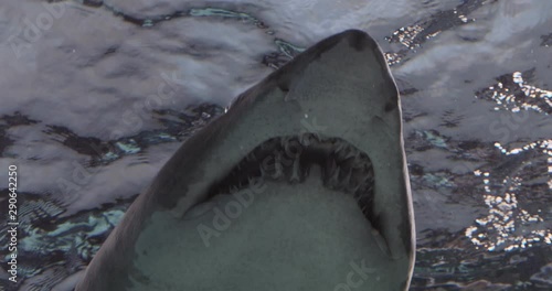 Portrait of a Grey Nurse Shark, Ragged-Tooth Shark, Sand Tiger Shark photo