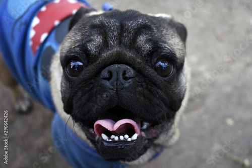 Happy pug