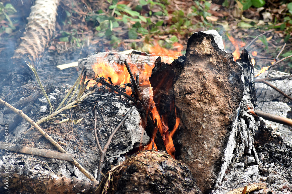 Fototapeta premium Orange flames and white-gray smoke from the burning of roots and old trees, polluting the weather.