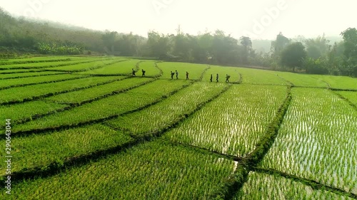 4k Video shot aerial view by drone. Rice Field on sunrise. Bird eye view on paddy . farmer	