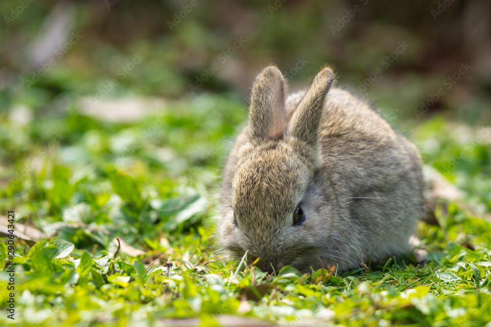 Fototapeta premium Rabbit eating grass outdoors