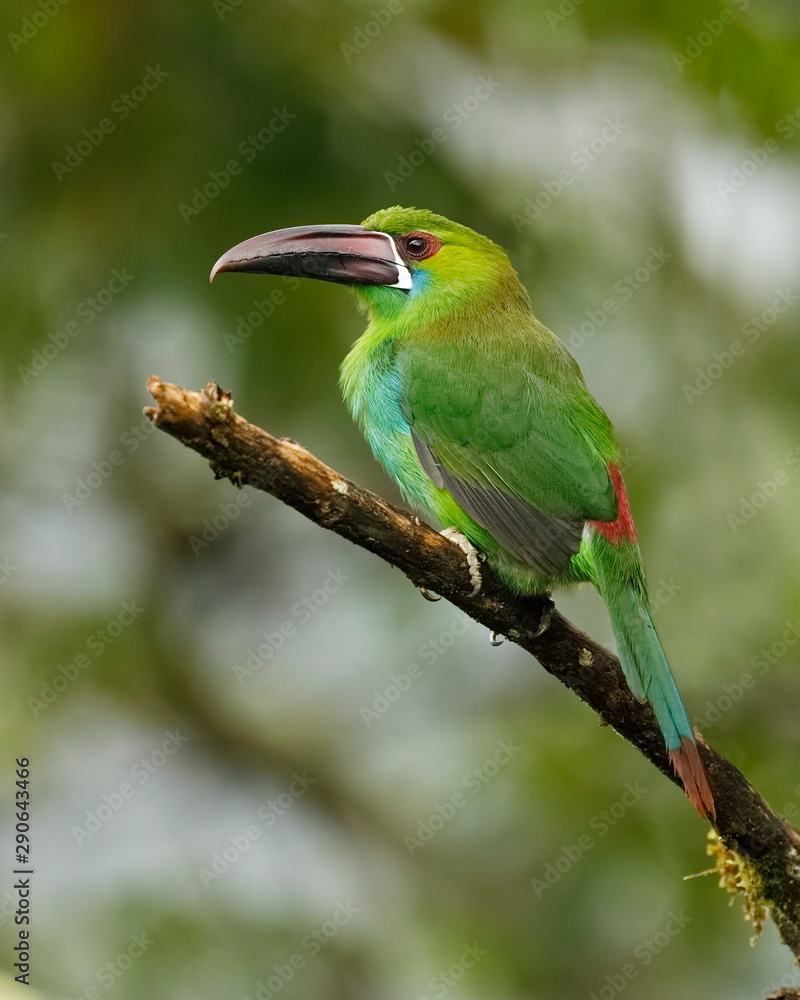 Chestnut-rumped Toucanet perched in a tropical forest - Ecuador