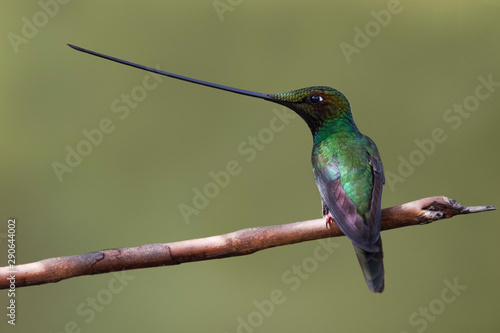 Male Sword-billed Hummingbird perched on a twig in the mountain forest of Ecuador