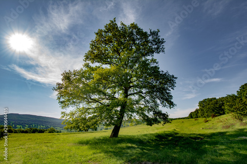 Tree on the green hill on a summer day