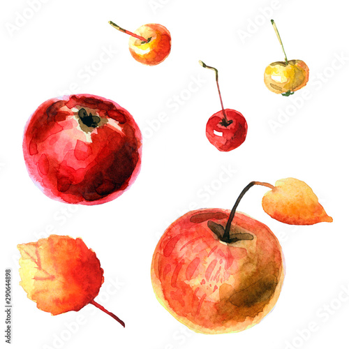 Fototapeta Naklejka Na Ścianę i Meble -  Watercolor apples isolated on a white background
