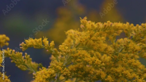 Wallpaper Mural Close up of yellow flower plant with blurry background Torontodigital.ca