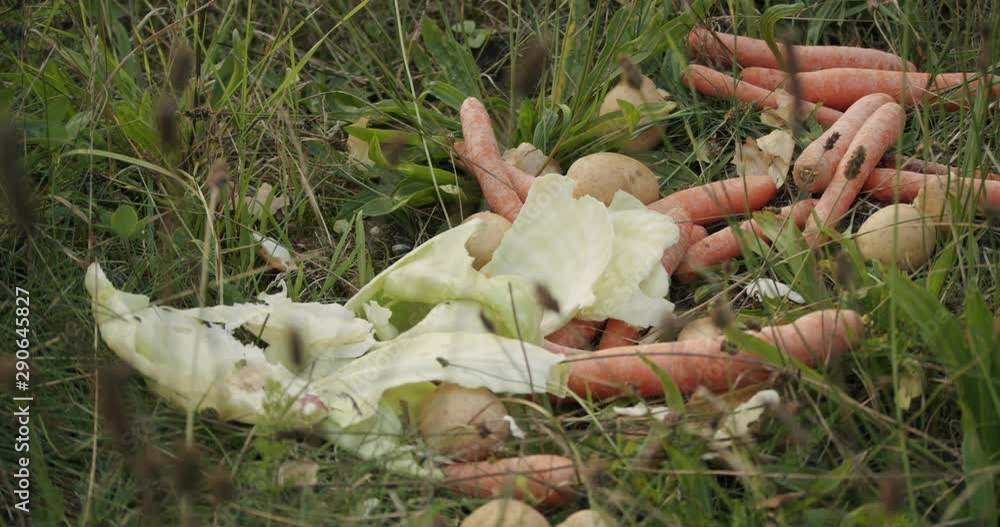 Vegetables that were disposed of in nature. Vegetables that were disposed of in nature.