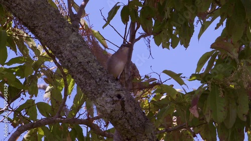 Northern mockingbird on a leafy branch. 25 sec/24 fps. 40% speed. Clip 6 photo