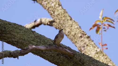 Northern mockingbird on a large branch. 10 sec/60 fps. Original speed. Clip 2 photo