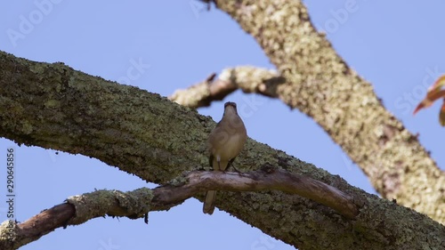 Northern mockingbird on a large branch. 50 sec/60 fps. Original speed. Clip 7 photo