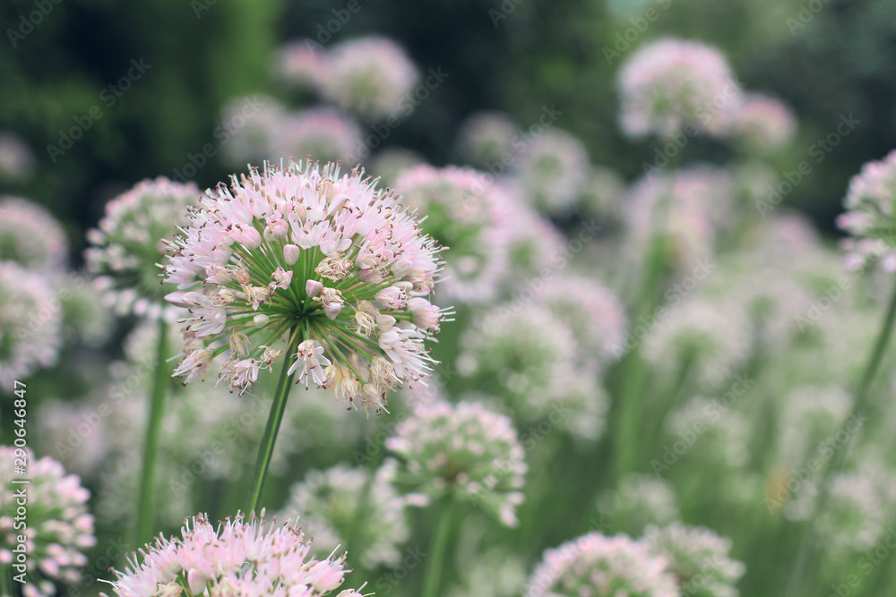 Wild onion flowers (allium) in the field Wild onion flowers (allium) in the field