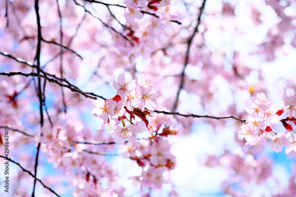 Obraz premium 日本の桜