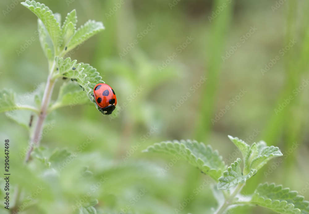 ladybug close-up with nature background, ladybug holding green leaf with legs.
ladybug close-up with nature background, ladybug holding green leaf with legs.