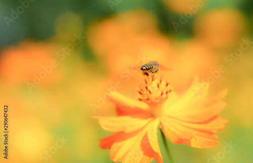 Flying Honey Bee collecting pollen on yellow flower
