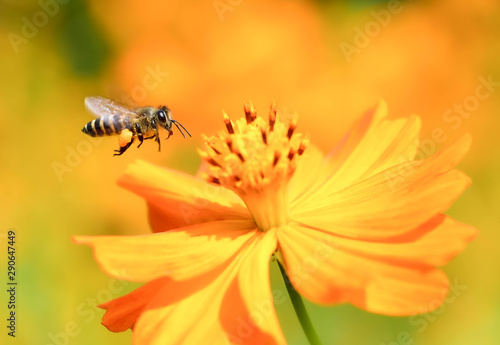 Flying Honey Bee collecting pollen on yellow flower