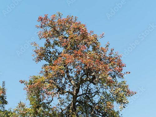 Kultur-Birne (Pyrus communis L.) mit gelbe bis orangerote blätter Spätsommer photo