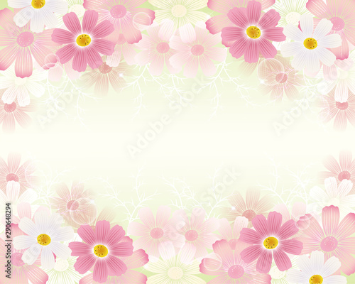 Autumn background with cosmos flowers