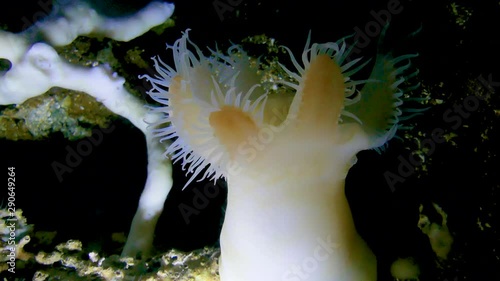 沖縄美ら海水族館のイソギンチャク-Sea anemones at Okinawa Churaumi Aquarium photo