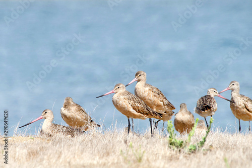 many dowitcher birds on a dry brown grassy hill over looking water in background. photo