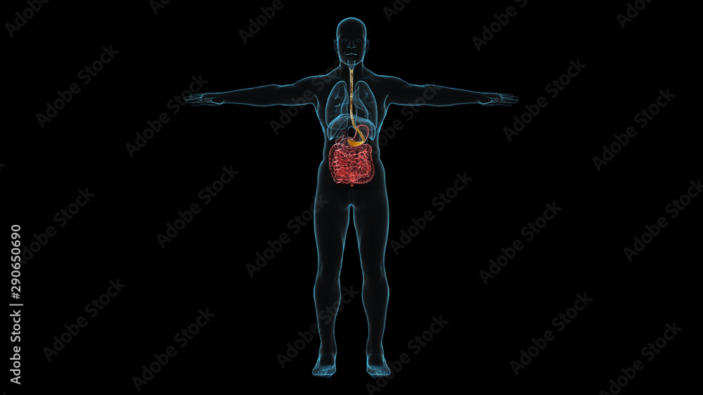 Obraz premium X-Ray full body blue color see through have liquid flow to stomach red color hi-light with 3d rendering.