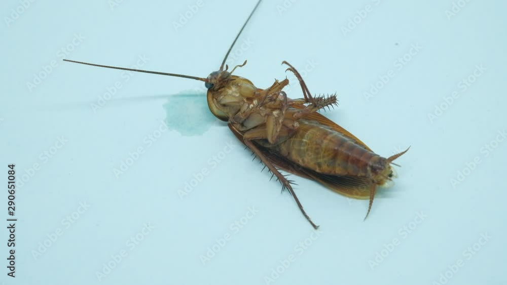 Insect cockroach isolated on a white background. close up huge cockroachs dead on the floor outside. Insect cockroach isolated on a white background. close up huge cockroachs dead on the floor outside.