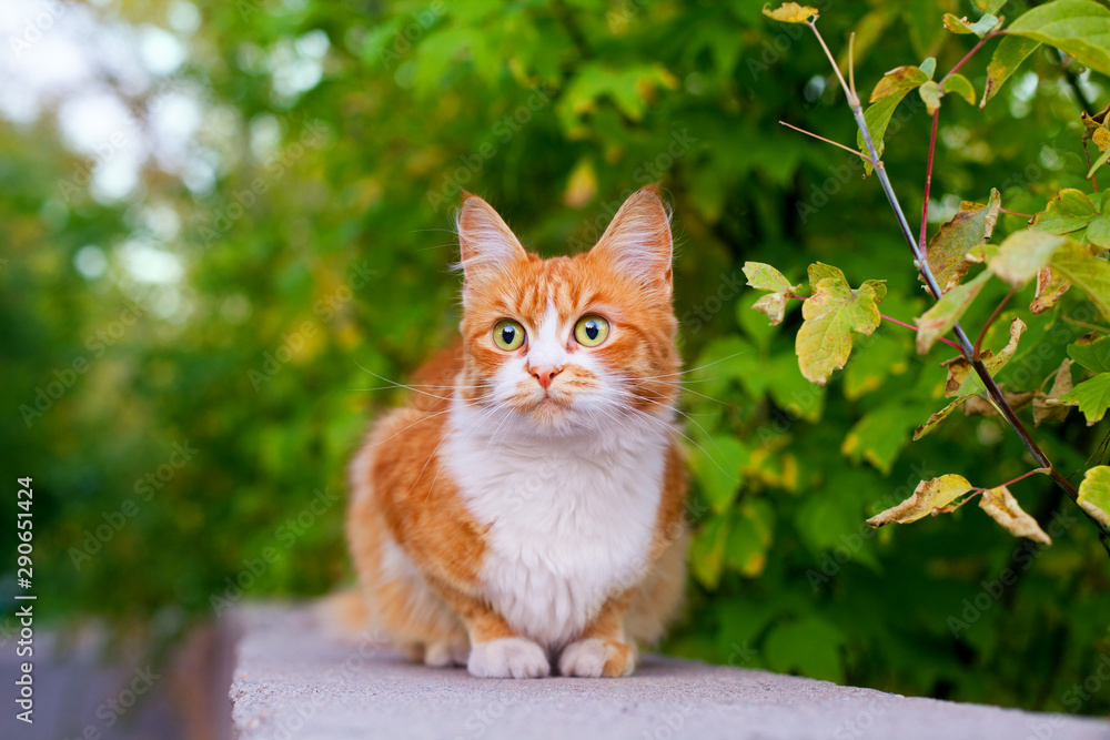 One red and white color cute cat, tree branch green leaves background close up, green eyes ginger furry pretty kitty in summer garden, young fluffy orange pussycat, yellow kitten on street, copy space