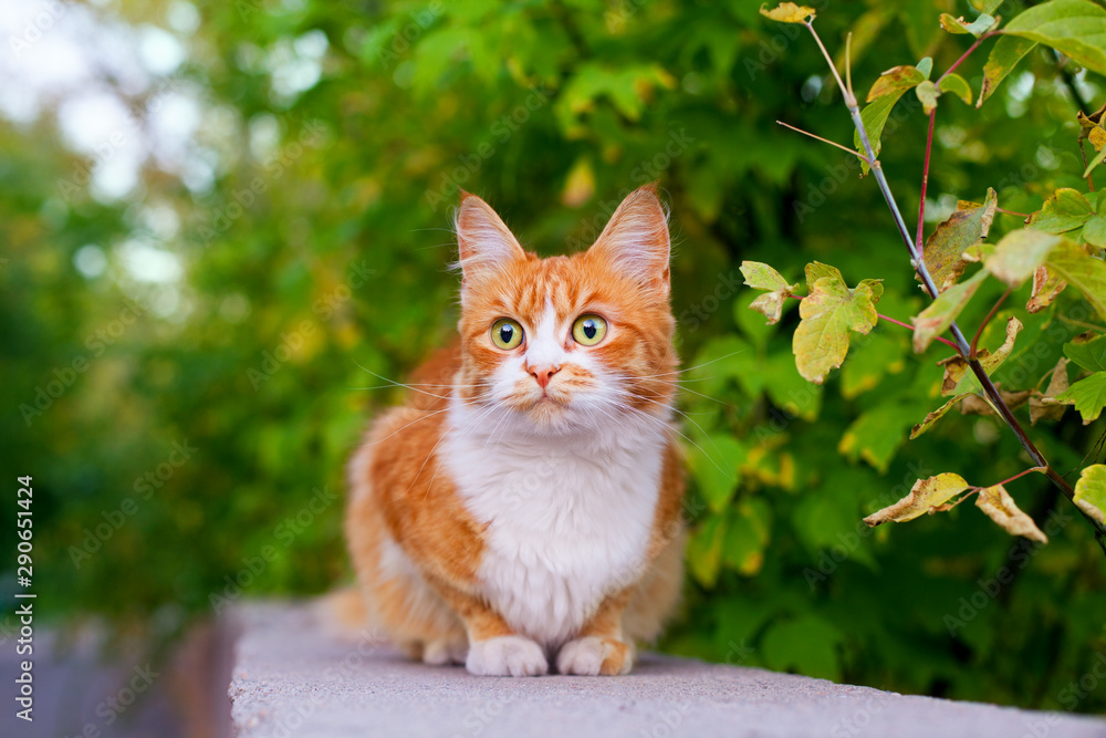 One red and white color cute cat, tree branch green leaves background close up, green eyes ginger furry pretty kitty in summer garden, young fluffy orange pussycat, yellow kitten on street, copy space One red and white color cute cat, tree branch green leaves background close up, green eyes ginger furry pretty kitty in summer garden, young fluffy orange pussycat, yellow kitten on street, copy space