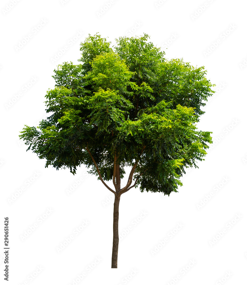 Fototapeta premium Isolated tree on white background