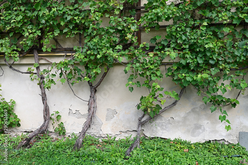 Grapevine growing near a wall with white grapes.