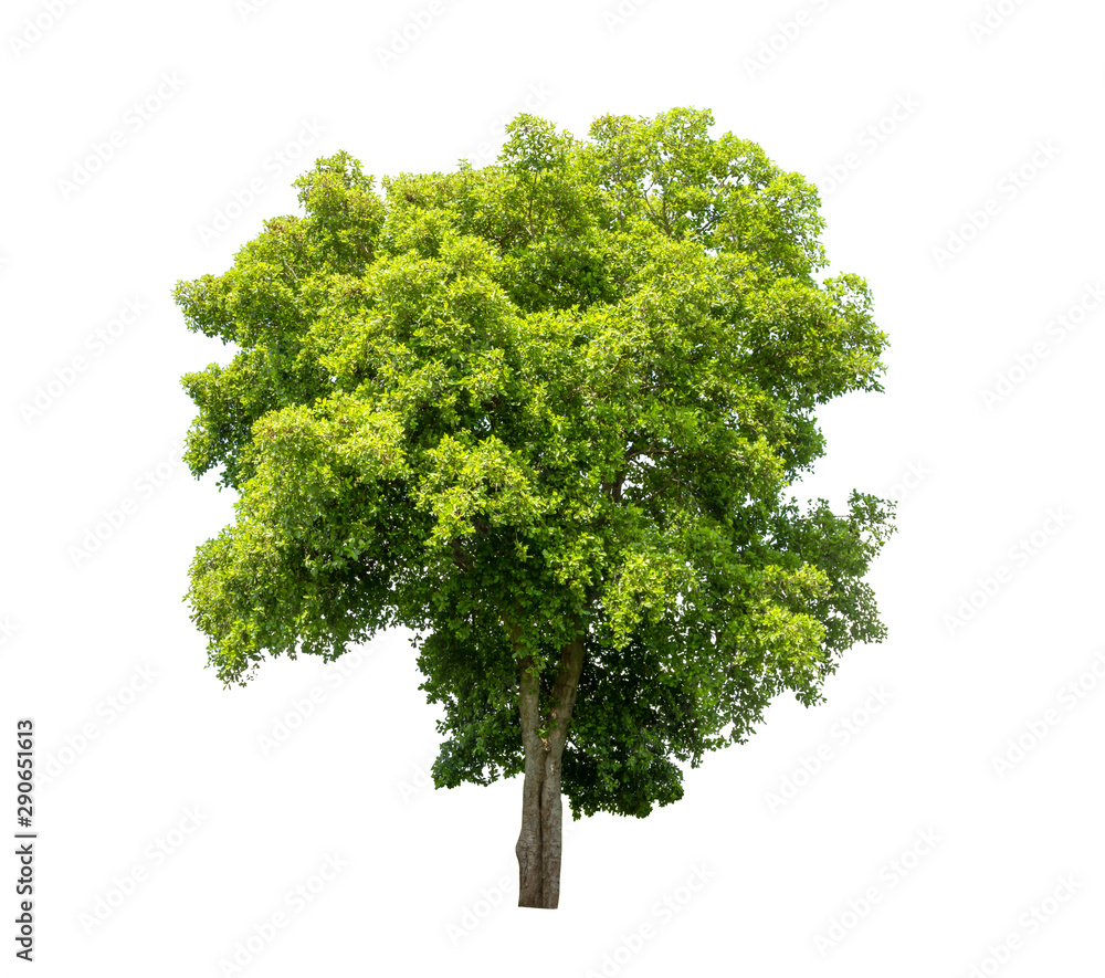 Fototapeta premium Isolated tree on white background