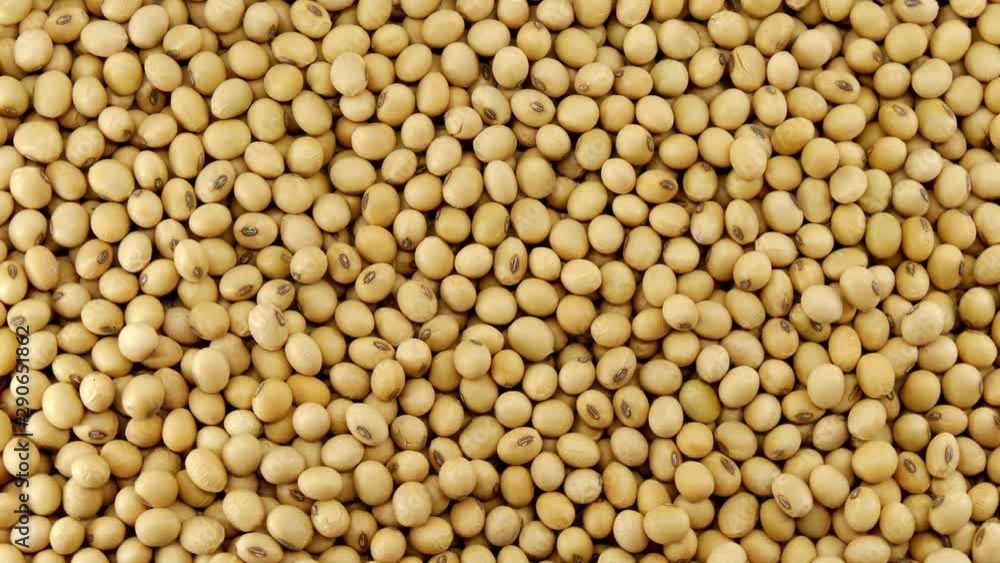 Raw soy bean seed food organic top view texture ,High in fiber, Helps prevent cancer, supplementary food, Protein healthy food, video footage. Raw soy bean seed food organic top view texture ,High in fiber, Helps prevent cancer, supplementary food, Protein healthy food, video footage.