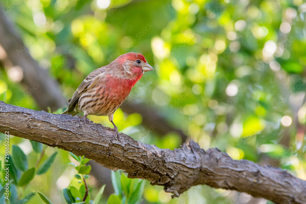 beautiful red house finch perched on small twig beautiful red house finch perched on small twig