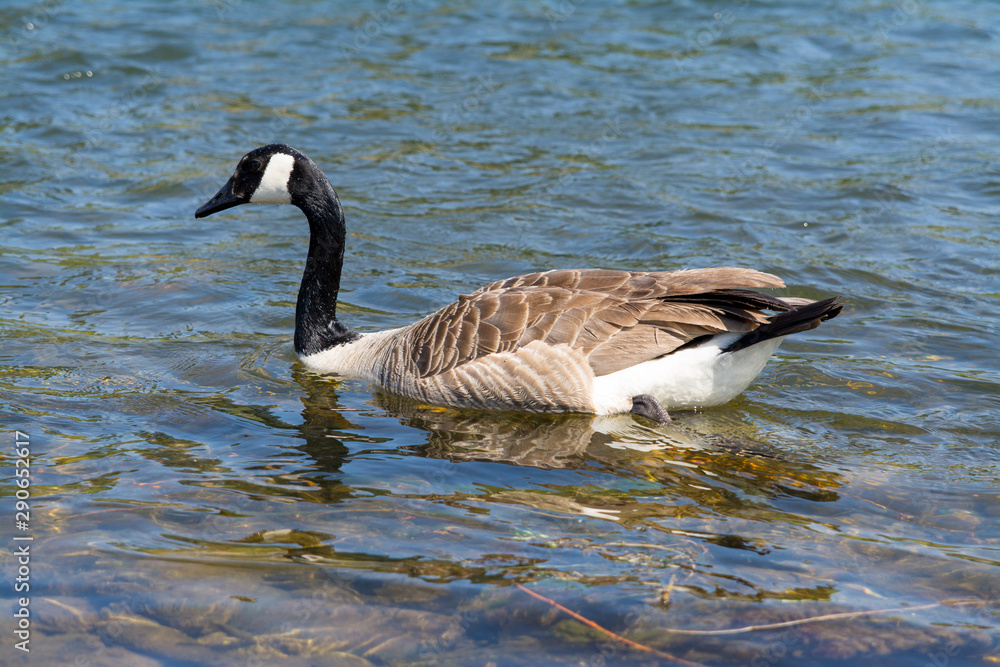 Canada goose swimming in clear water alone.
