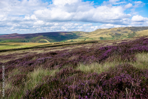 Wild purple flowers growing across the English hills on a cloudy day in the Peak District, UK.