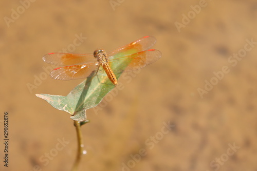 dragonfly on a leaf 