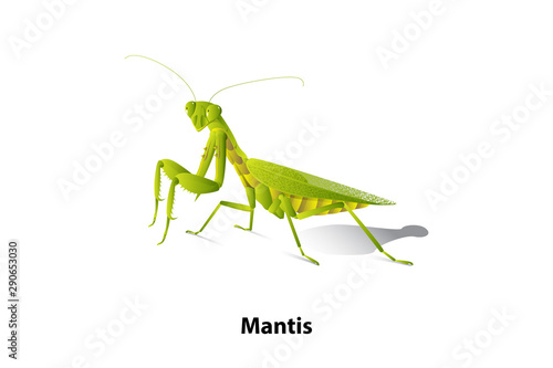 Green mantis rice on the white background,vector,isolated,Predator.