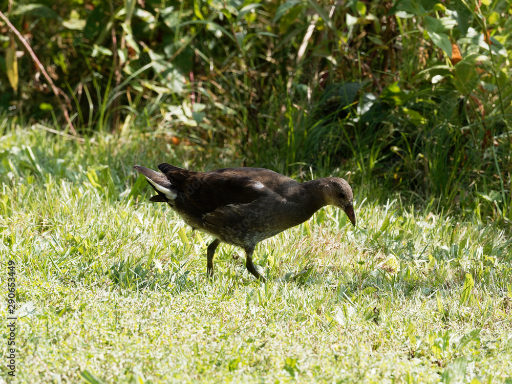 Fototapeta premium Gallinula chloropus - Gallinule poule-d'eau Juvénile et farouche dans les feuillages et gazon au bord d'un étang