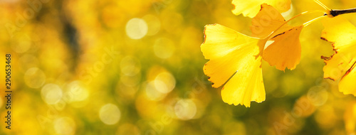 Fotografi Design concept - Beautiful yellow ginkgo, gingko biloba tree leaf in autumn season in sunny day with sunlight, close up, bokeh, blurry background