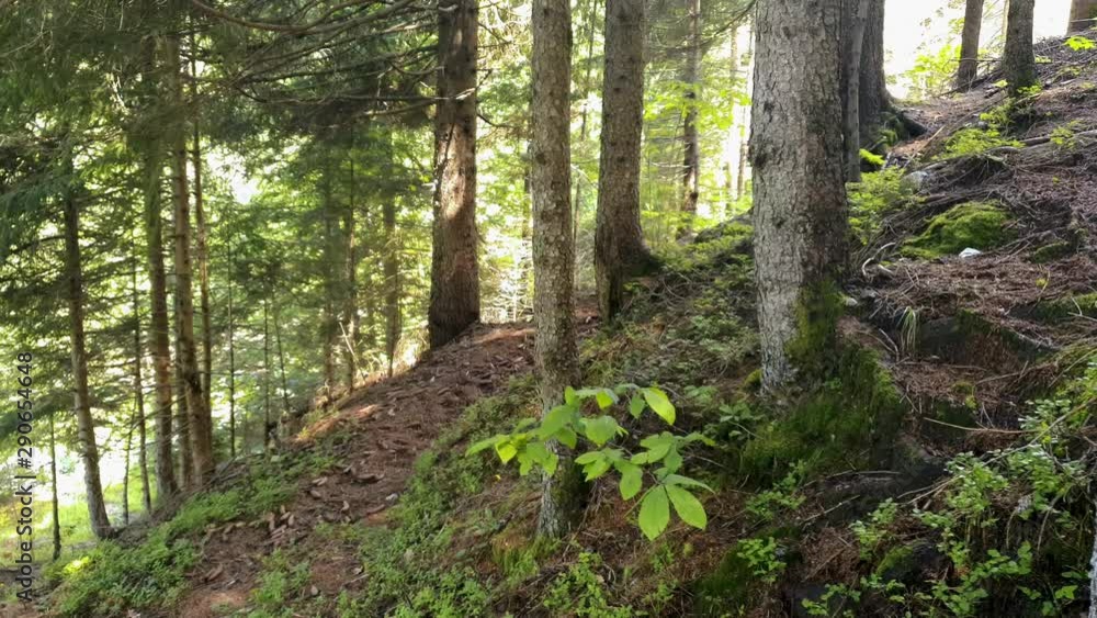 Steep ground of the alpine forest, hiking path on the green forest in summer. 4k Steep ground of the alpine forest, hiking path on the green forest in summer. 4k