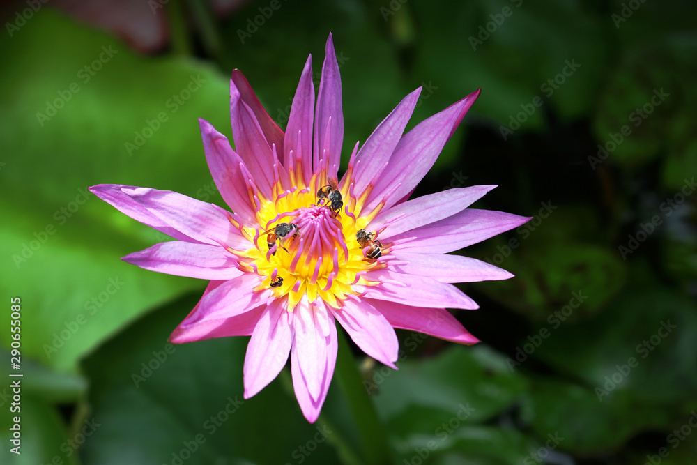 Obraz premium pink lotus flower in the pond with bee