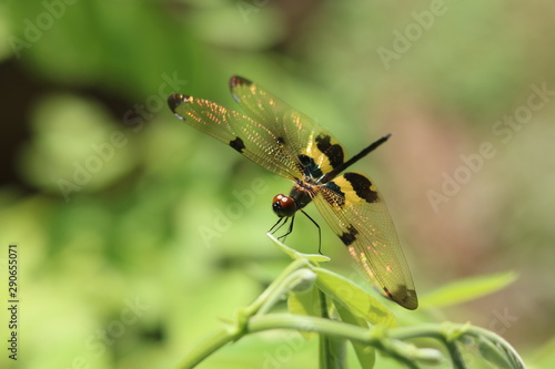 close up dragonfly on a leaf © ST.art