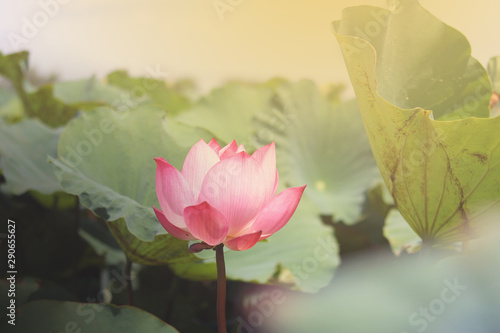 pink lotus flower