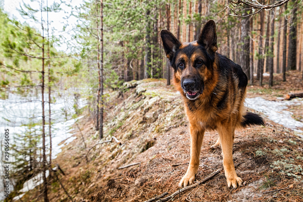 Dog German Shepherd in the forest in an early spring Dog German Shepherd in the forest in an early spring